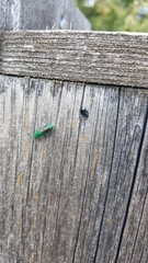 Chrysura