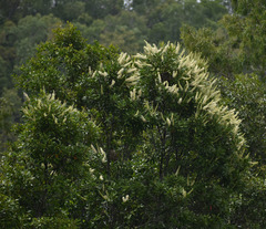 Buckinghamia celsissima