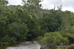Buckinghamia celsissima