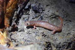 Pseudotriton montanus montanus