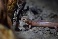 Pseudotriton montanus montanus