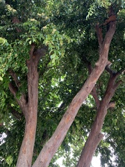 Eugenia candolleana