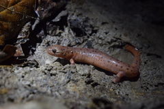 Pseudotriton montanus montanus