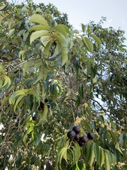 Eugenia candolleana