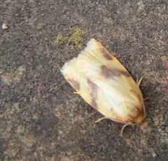 Aphelia peramplana