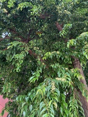Eugenia candolleana
