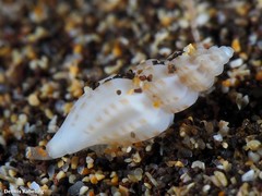 Mangelia costulata