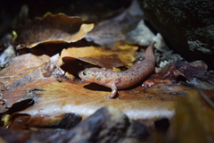 Pseudotriton montanus montanus