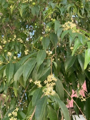 Eugenia candolleana