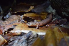 Pseudotriton montanus montanus