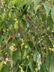 Eugenia candolleana