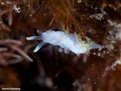 Flabellina dushia