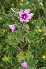 Malva durieui