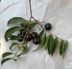 Eugenia candolleana