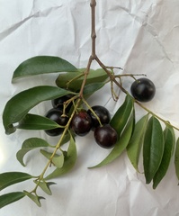 Eugenia candolleana
