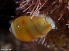Gibberula secreta