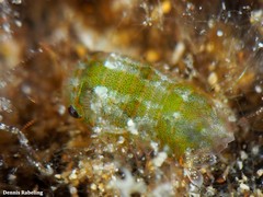 Sphaeroma serratum