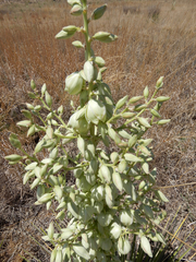 Yucca campestris