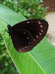 Euploea leucostictos