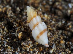 Mangelia attenuata