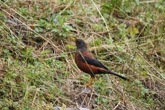 Turdus rubrocanus