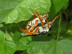 Ancistrosoma intermedium