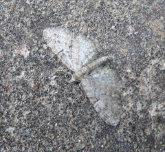 Eupithecia dodoneata