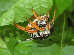 Ancistrosoma intermedium