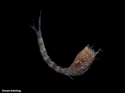 Representative image of Iphinoe