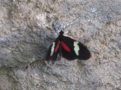 Heliconius himera