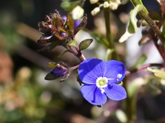 Veronica triphyllos