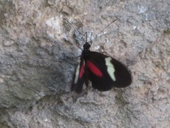 Heliconius himera