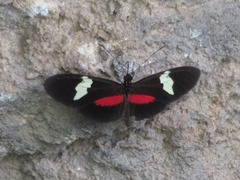 Heliconius himera