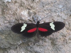 Heliconius himera