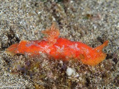 Plocamopherus maderae