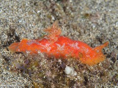Plocamopherus maderae