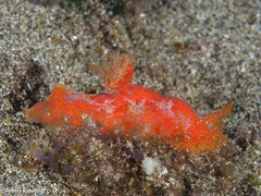 Plocamopherus maderae
