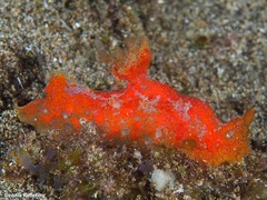 Plocamopherus maderae