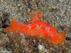 Plocamopherus maderae