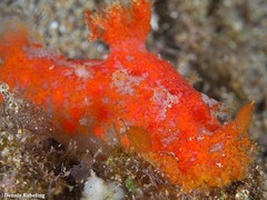 Plocamopherus maderae