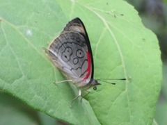 Diaethria ceryx