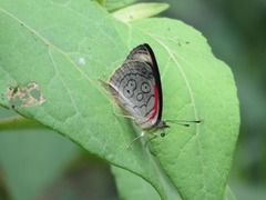 Diaethria ceryx