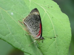 Diaethria ceryx