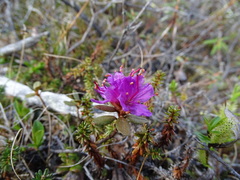 Rhododendron lapponicum