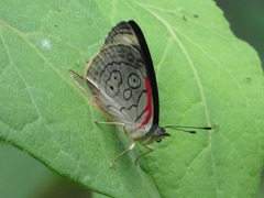 Diaethria ceryx