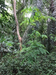 Distemonanthus benthamianus