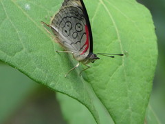 Diaethria ceryx
