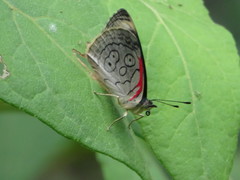 Diaethria ceryx