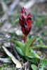 Carian Tongue Orchid - Photo (c) Nicolas Lagière, some rights reserved (CC BY-NC), uploaded by Nicolas Lagière