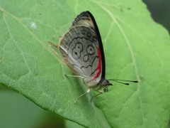 Diaethria ceryx